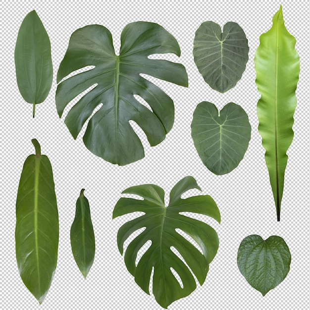 Set of Tropical leaves on transparent background