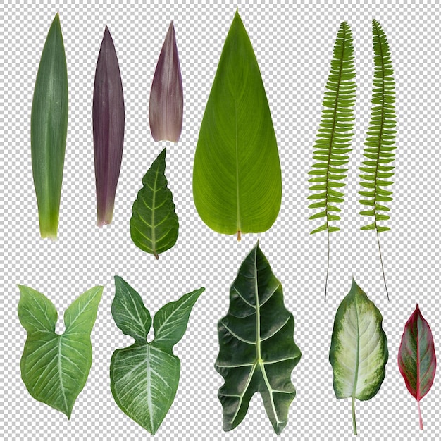 Free PSD set of tropical leaves on transparent background