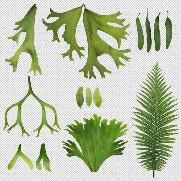 Free PSD set of tropical leaves on transparent background