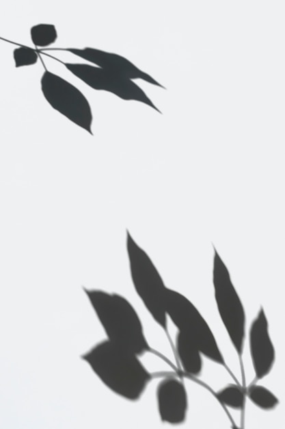 Free PSD shadow of leaves on a white wall