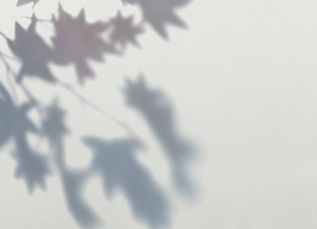 Free PSD shadow of maple leaves on a wall