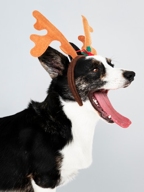 Sleepy Cardigan Welsh Corgi dog wearing antlers