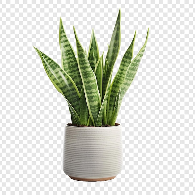 Snake Plant Sansevieria Trifasciata png isolated on transparent background