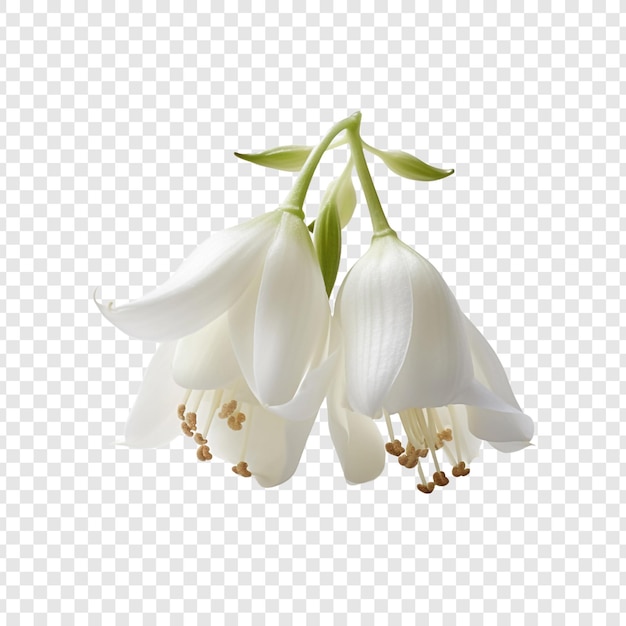 Free PSD snowbell flower isolated on transparent background