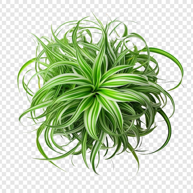 Free PSD spider plant chlorophytum comosum flower png isolated on transparent background