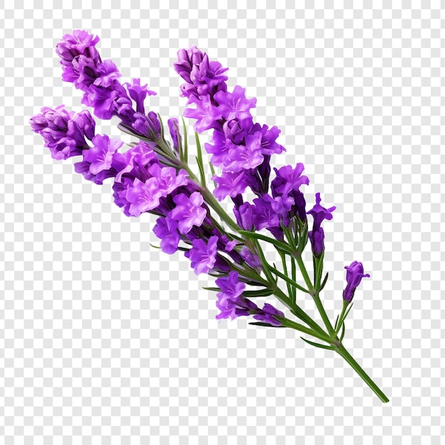 Statice flower png isolated on transparent background