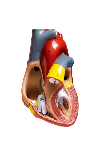 Free PSD still life of anatomical heart