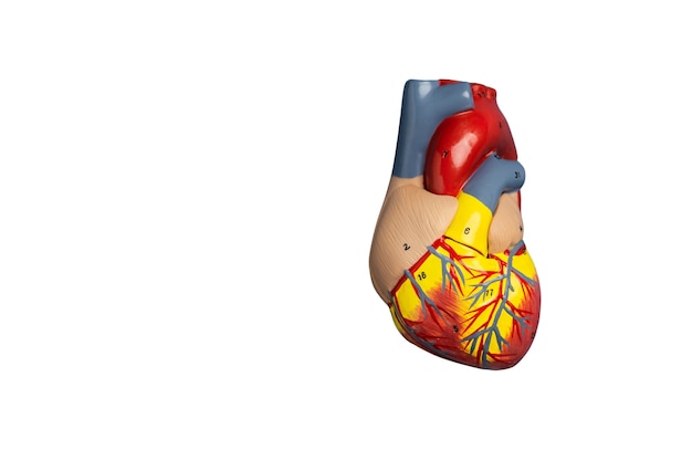 Free PSD still life of anatomical heart