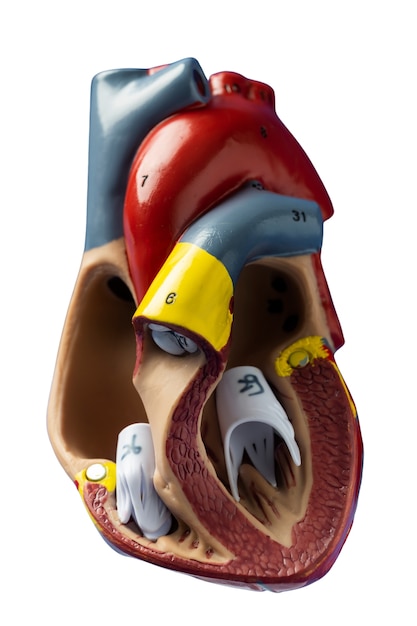 Free PSD still life of anatomical heart