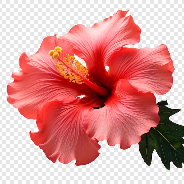 Free PSD sunset hibiscus flower isolated on transparent background