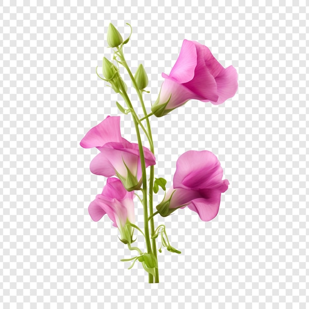 Free PSD sweet pea flower isolated on transparent background