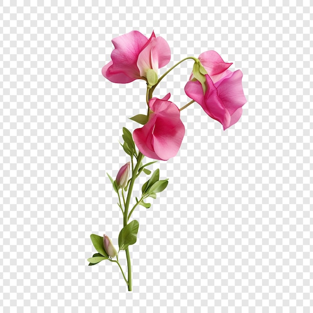 Free PSD sweet pea flower isolated on transparent background