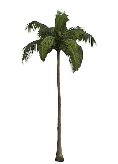 Free PSD tall palm tree isolated