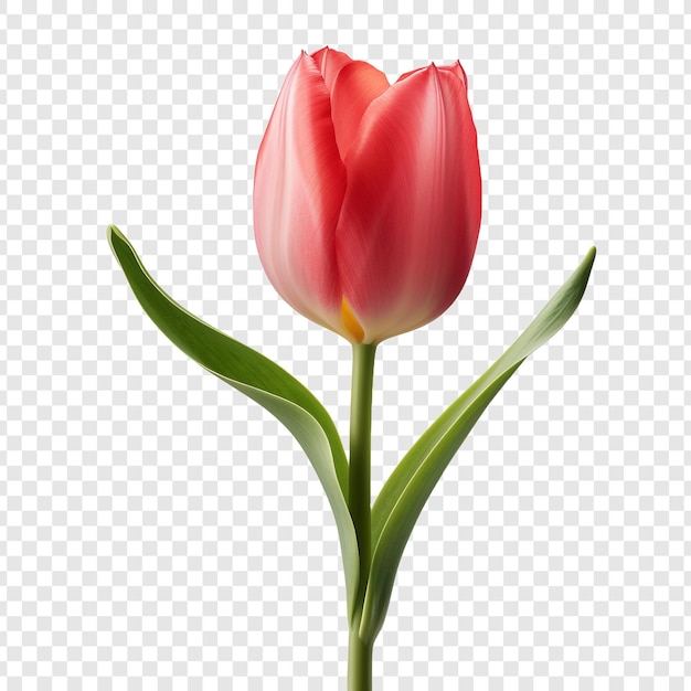 Free PSD tulip flower png isolated on transparent background