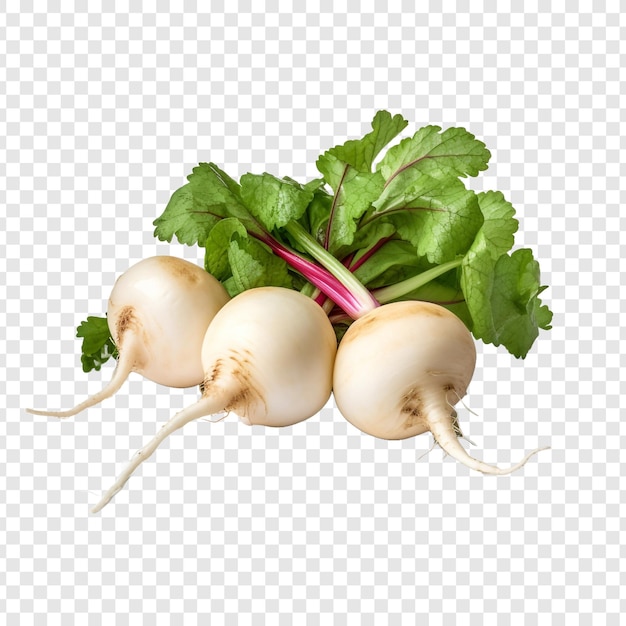 Free PSD turnips isolated on transparent background