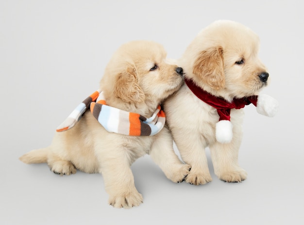 Two Golden Retriever puppies wearing scarves