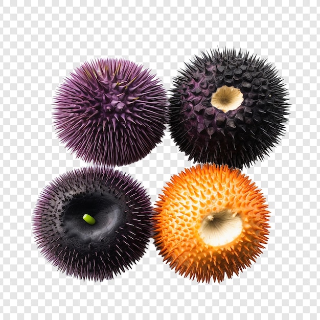 Free PSD urchins isolated on transparent background