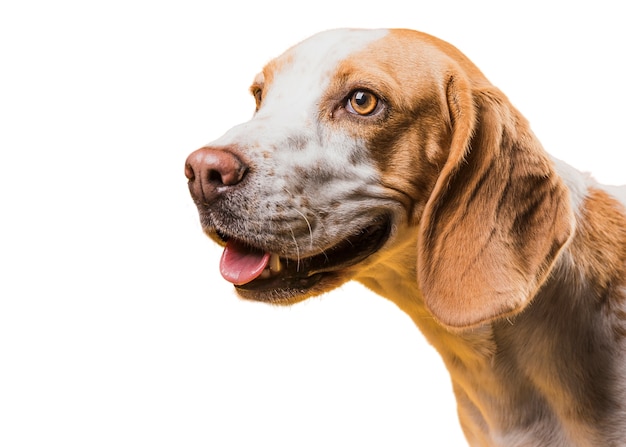 Free PSD view of adorable brown and white pet dog