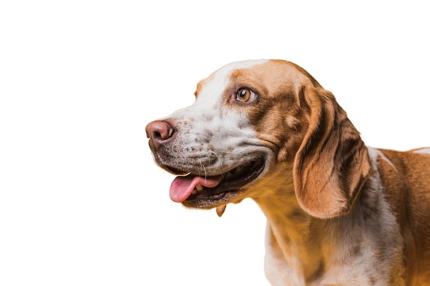 Free PSD view of adorable brown and white pet dog