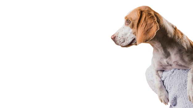 Free PSD view of adorable brown and white pet dog