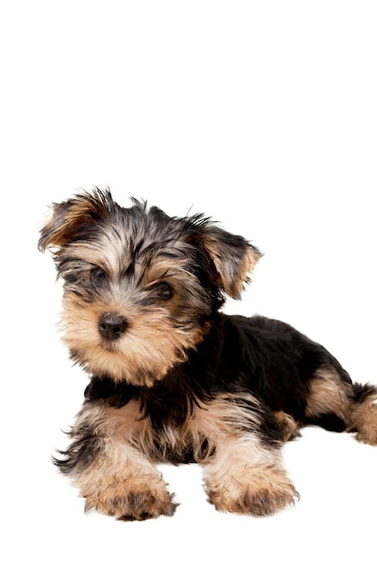 Free PSD view of adorable pet dog