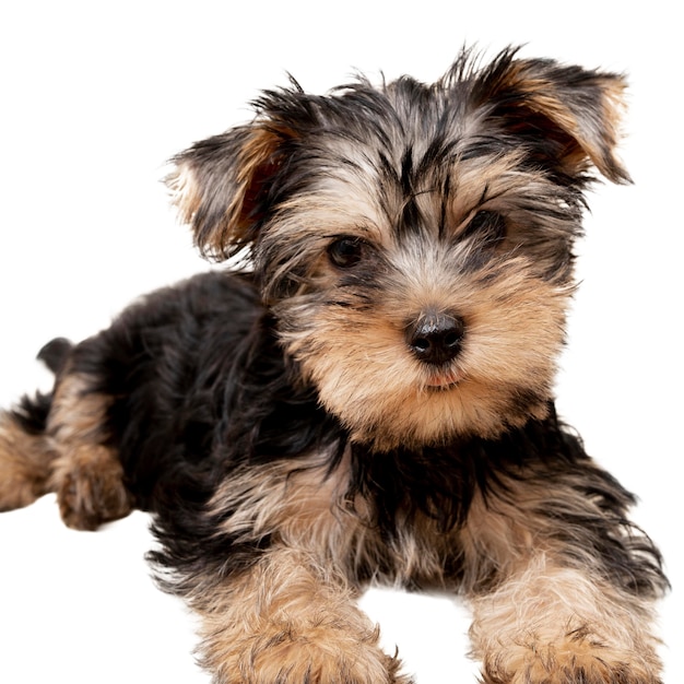 Free PSD view of adorable pet dog