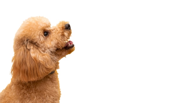 Free PSD view of adorable pet dog