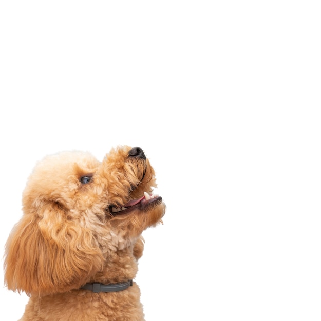 Free PSD view of adorable pet dog