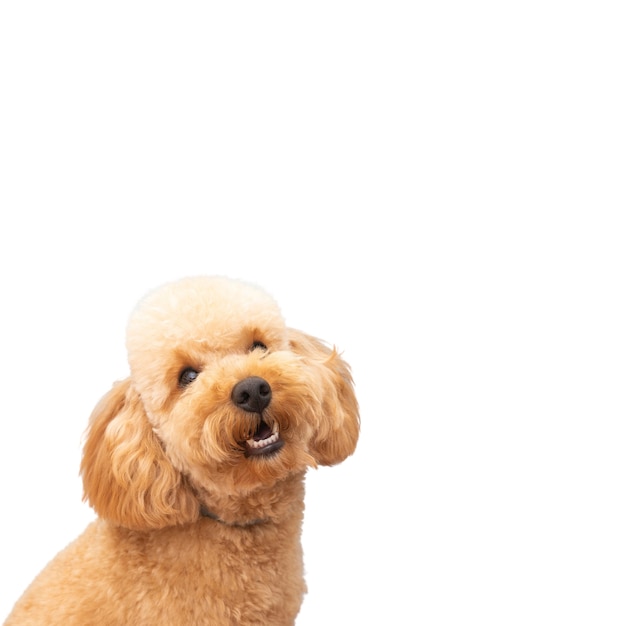 Free PSD view of adorable pet dog