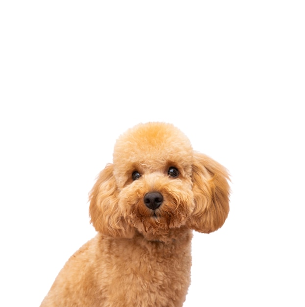 Free PSD view of adorable pet dog