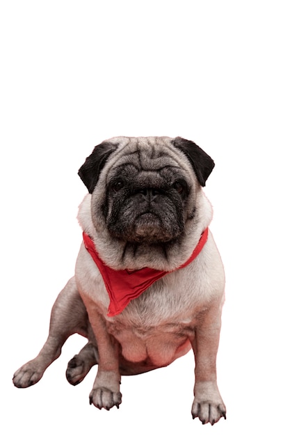 Free PSD view of adorable pug dog