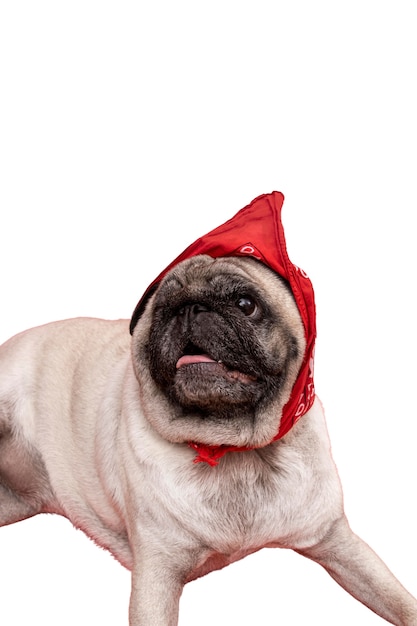 Free PSD view of adorable pug dog