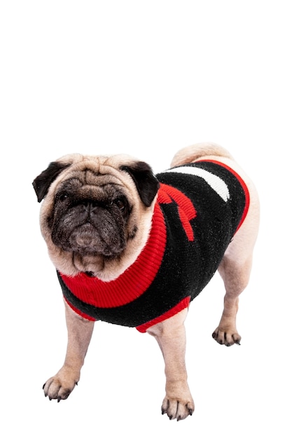 Free PSD view of adorable pug dog