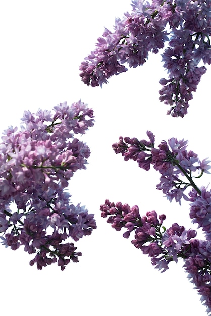 Free PSD view of beautiful blooming lilac flowers