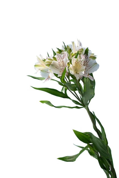 Free PSD view of beautiful blooming  lily flower