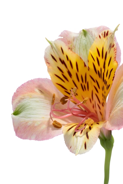 Free PSD view of beautiful blooming  lily flower