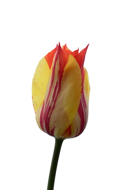 Free PSD view of beautiful blooming tulip flower