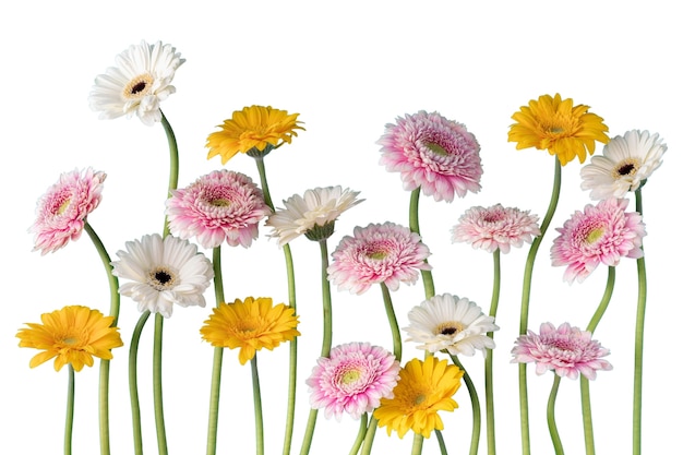 View of beautiful flowers in bloom