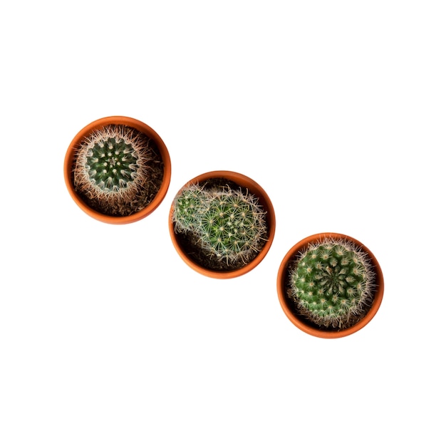 Free PSD view of cactus plant in pot