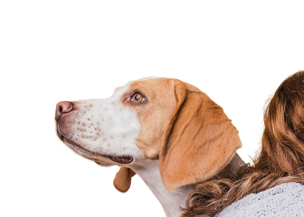 Free PSD view of cute brown and white pet dog