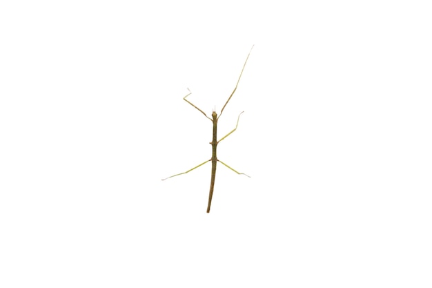 Free PSD view of stick insect