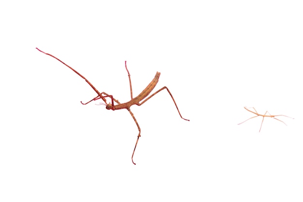 Free PSD view of stick insect