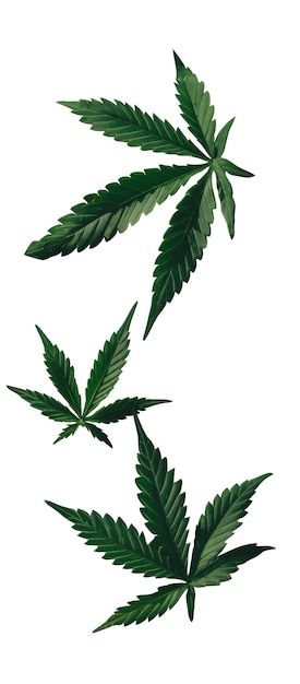 Free PSD weed leaves pattern