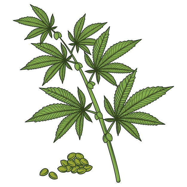 Free PSD weed plant illustration isolated