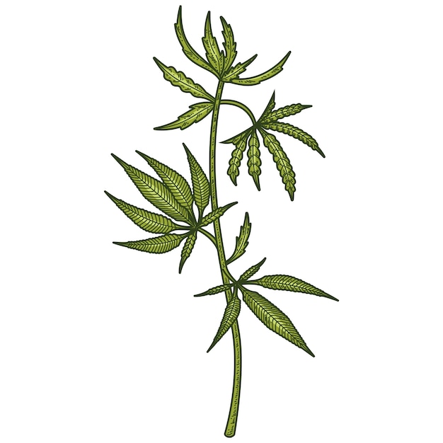 Free PSD weed plant illustration isolated