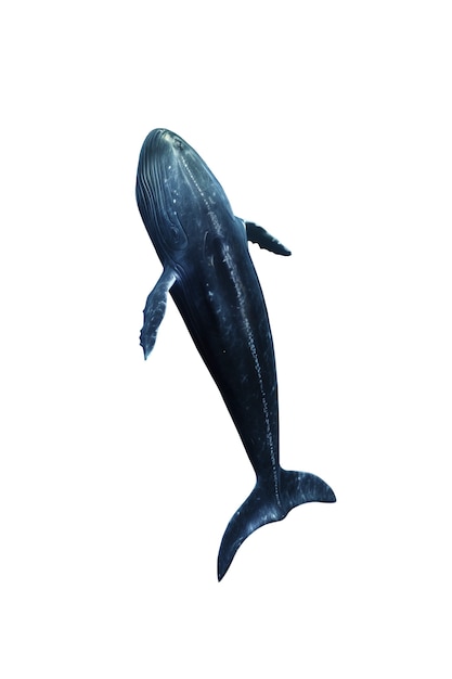 Free PSD whale swimming isolated