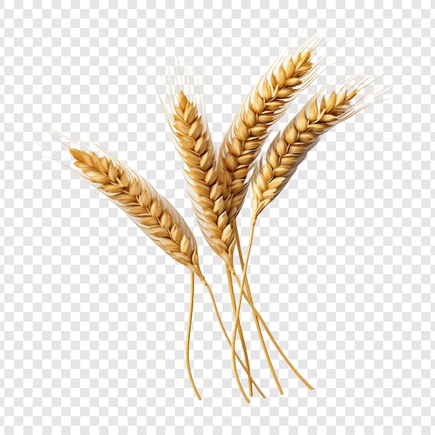 Wheat isolated on transparent background