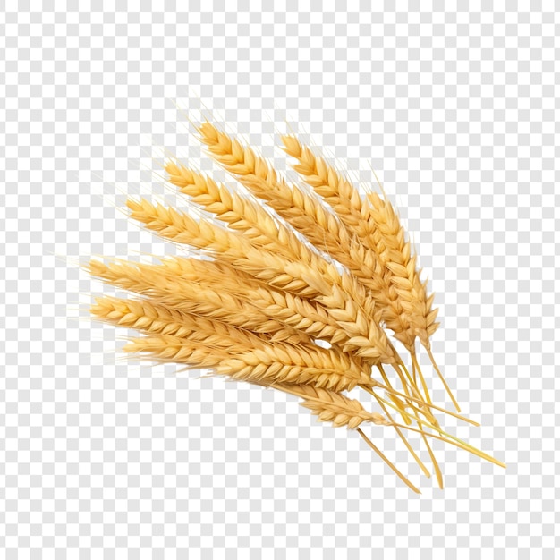 Wheat isolated on transparent background