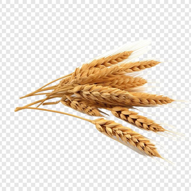 Wheat isolated on transparent background