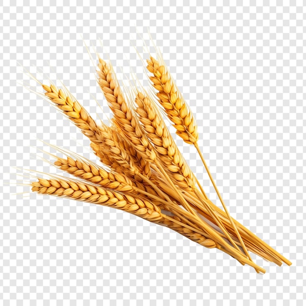 Wheat isolated on transparent background